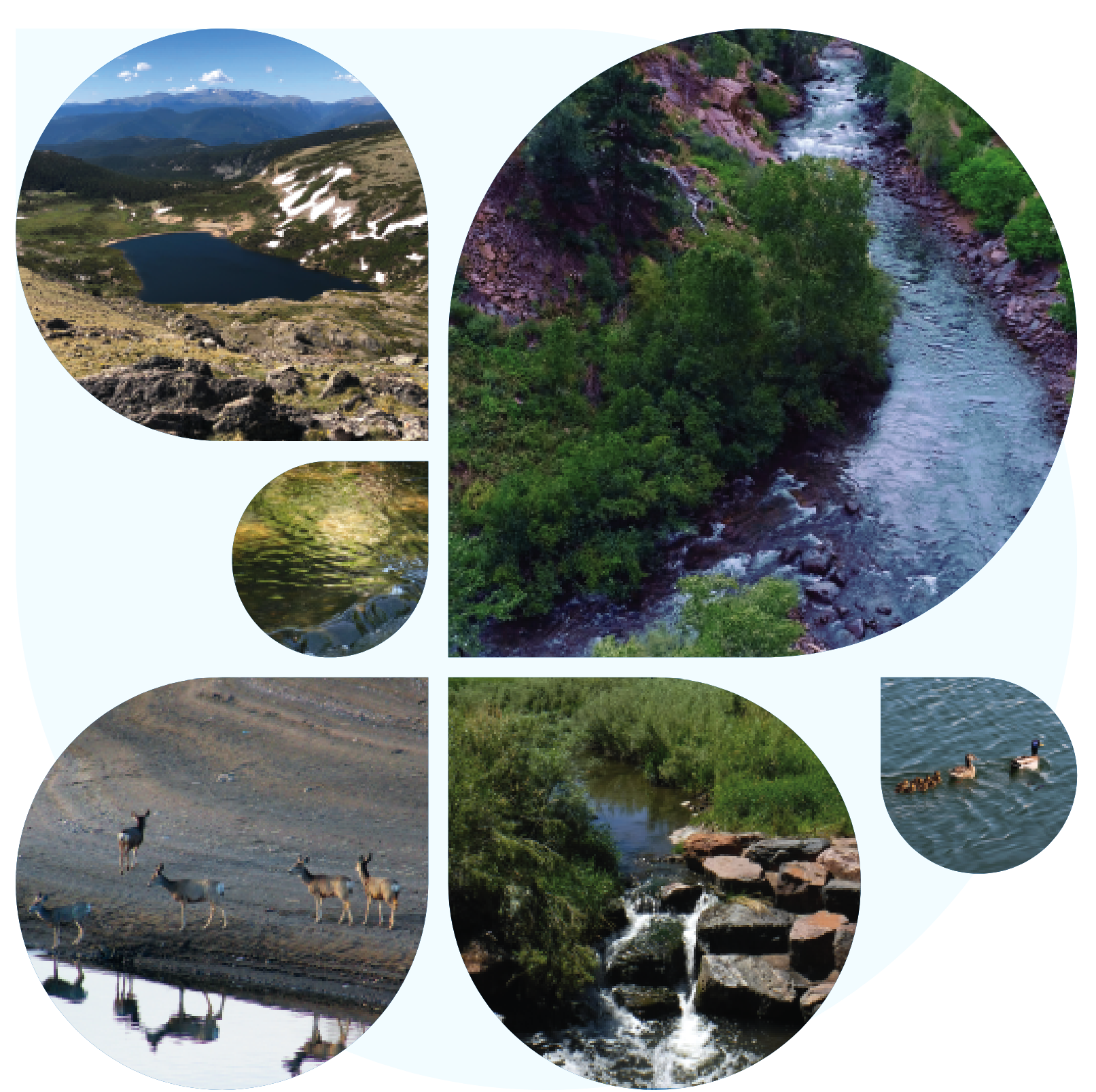 Montage of images of CMWC's water sources and wildlife enjoying the water.