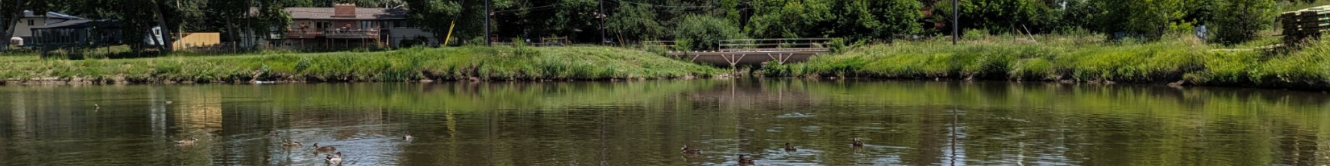 Ducks floating on Lena Gulch