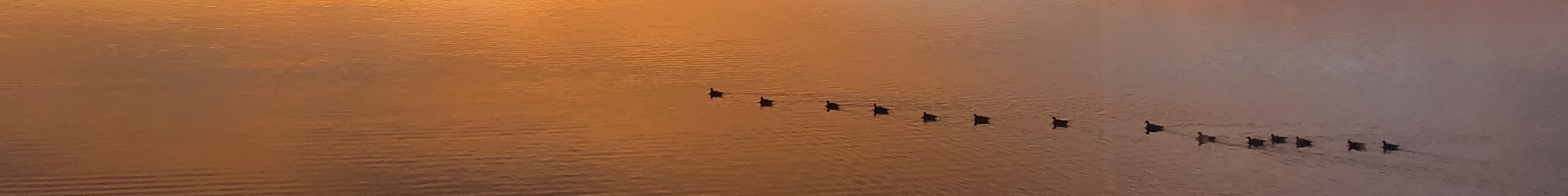 Ducks on Maple Grove Reservoir at sunrise